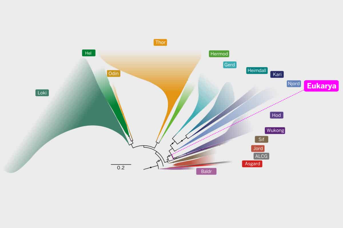 Scientists Discover Common Ancestor to All Complex Fife Forms