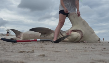 14-foot hammerhead shark washes ashore in Carolina Beach
