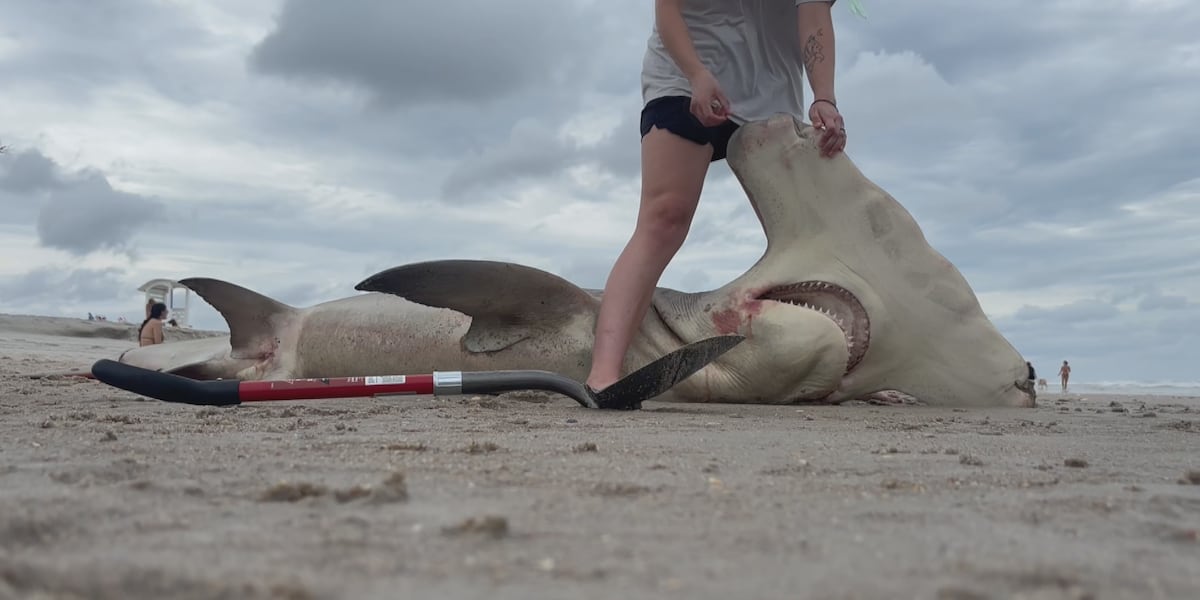 14-foot hammerhead shark washes ashore in Carolina Beach