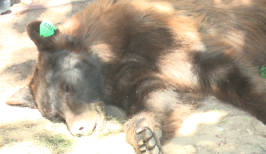 Another bear in the metro - bear captured Sunday in Rio Rancho