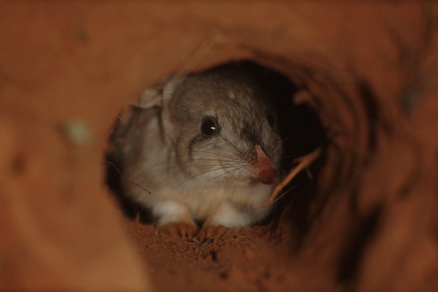 Close up of a bilby looking through a tunnel.