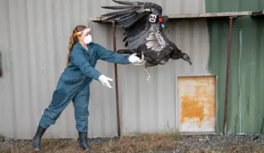 Seven Condors From the San Diego Zoo Safari Park Will Soon Join the Flock in Yurok Country | Lost Coast Outpost