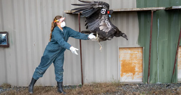 Seven Condors From the San Diego Zoo Safari Park Will Soon Join the Flock in Yurok Country | Lost Coast Outpost