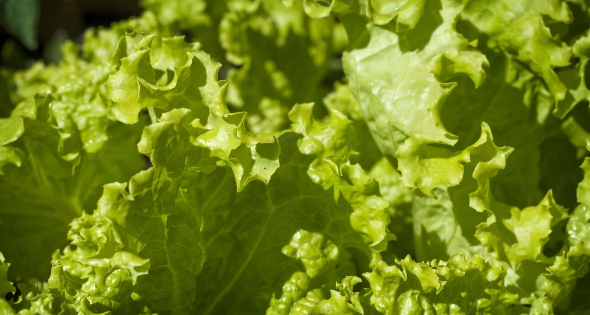 Lettuce