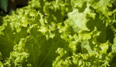 Lettuce