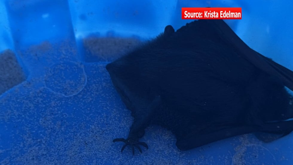 Forget the old rumor about swallowing spiders in your sleep — one Richmond doctor woke up with...