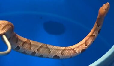 Taney County man has found 47 copperheads in his yard this year — and he’s keeping track of all of them