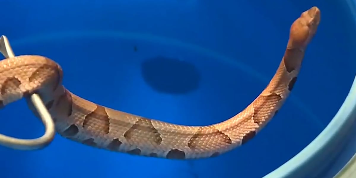 Taney County man has found 47 copperheads in his yard this year — and he’s keeping track of all of them