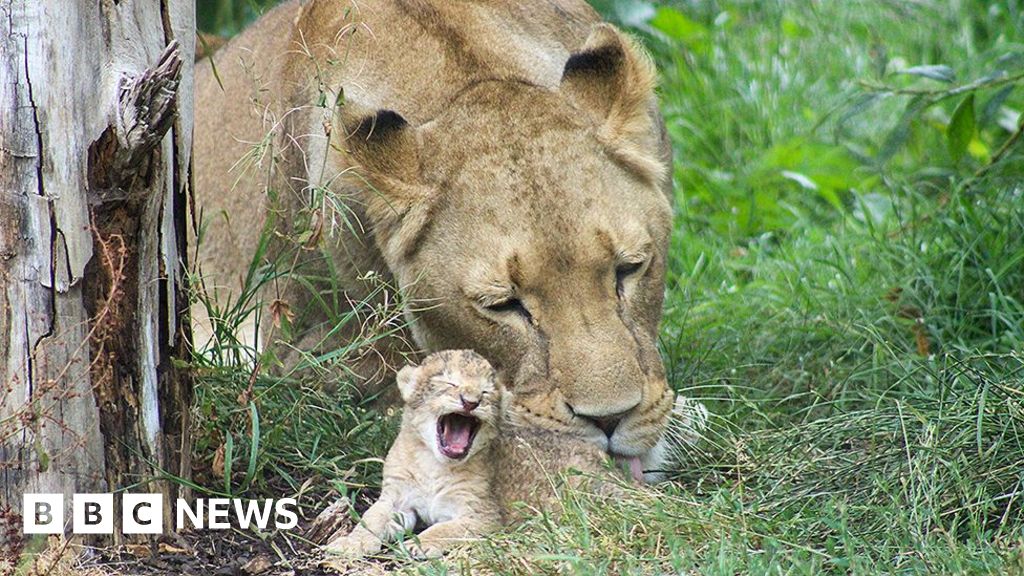 First African lions in over a decade born at Blackpool Zoo - BBC