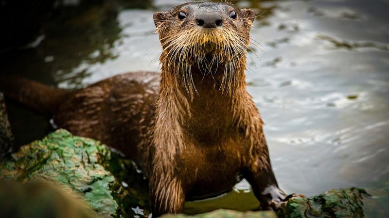 “Looking My Way” by Daniel Vineyard, Monthly Photo Winner. Vineyard discovered photography as a fulfilling new hobby after retiring. He finds joy in capturing the beauty of both wildlife and landscapes.