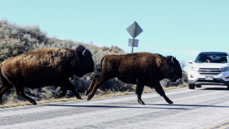 Did you know that American Bison have been at Antelope Island State Park since 1893? (Photo: Robin Pendergrast)