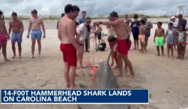 14-foot hammerhead shark washes ashore in Carolina Beach :: WRAL.com