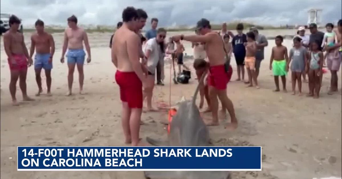 14-foot hammerhead shark washes ashore in Carolina Beach :: WRAL.com