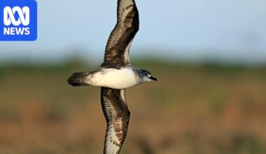 Threat to thousands of Australian birds and animals outlined as bird flu spreads
