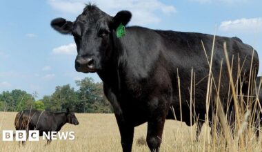 What's causing record high US beef prices? - BBC