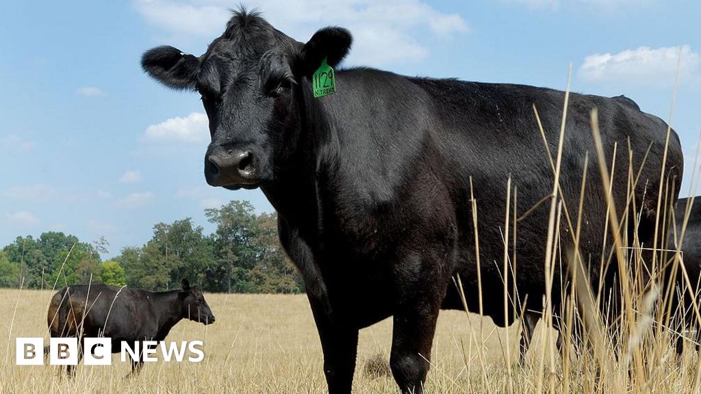 What's causing record high US beef prices? - BBC