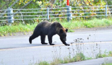 North Carolina Wildlife recommends electric fencing for bears