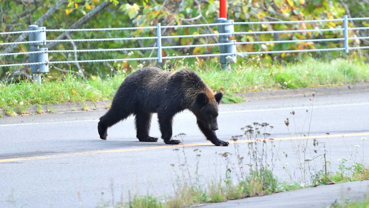 North Carolina Wildlife recommends electric fencing for bears