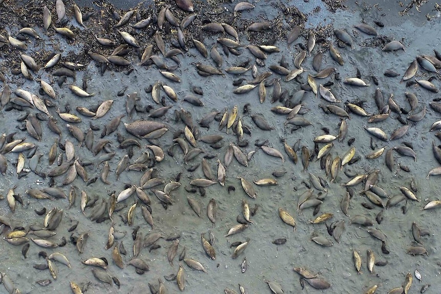 Hundreds of elephant seals lie on a beach together sleeping, as seen from the air looking straight down.