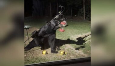 Watch: Black bear grabs late-night snack in Paxton backyard