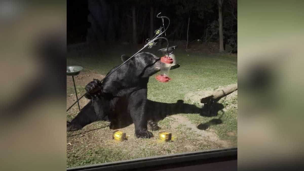 Watch: Black bear grabs late-night snack in Paxton backyard