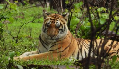 Cat 22 In Madhya Pradesh: 50 Humans Killed, 45 Tigers Dead In Just 8 Months In Man Animal Conflict