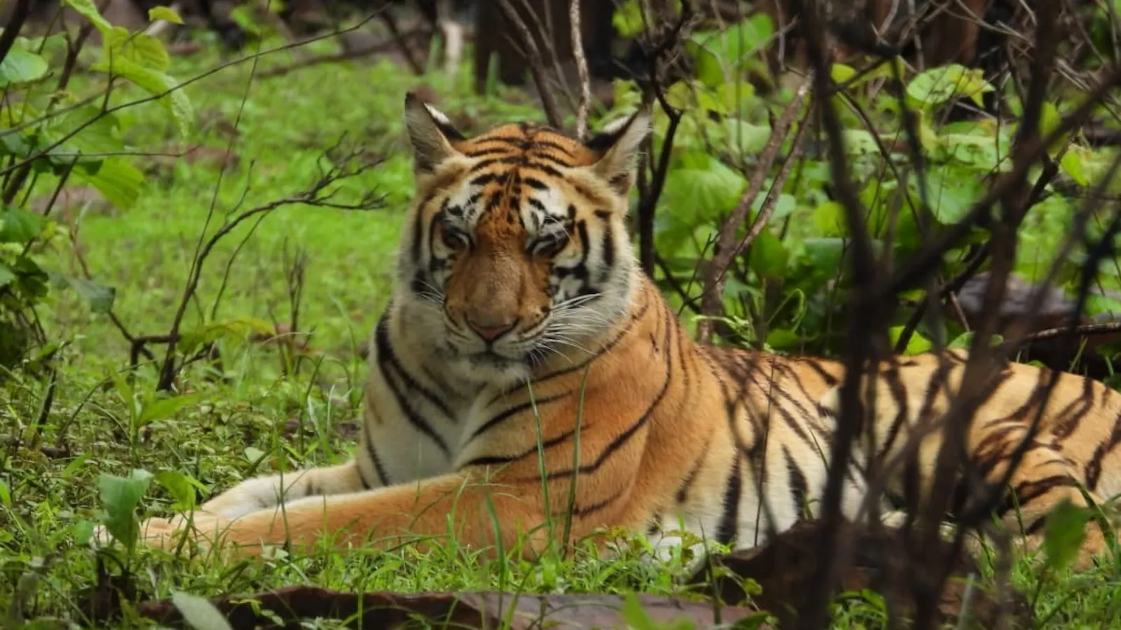 Cat 22 In Madhya Pradesh: 50 Humans Killed, 45 Tigers Dead In Just 8 Months In Man Animal Conflict