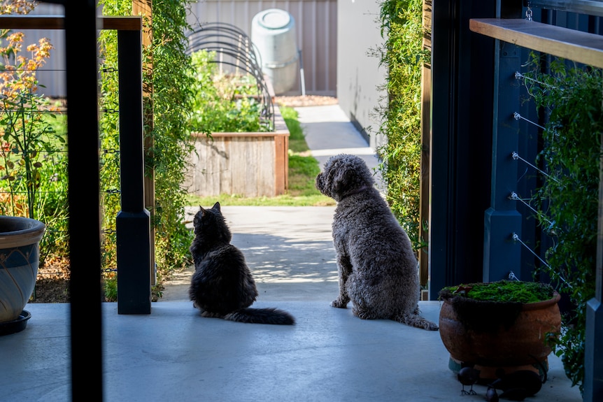 A dog and a cat sitting near each other.