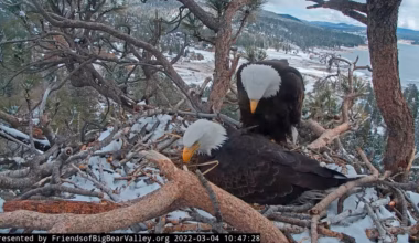 Jackie, the bald eagle who became a live-stream star, dies after illness - The Washington Post