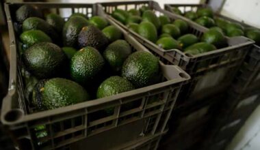 US suspends avocado inspections in Mexican state of Michoacan due to threat