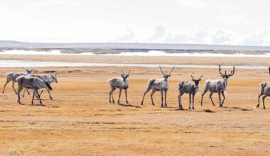 Oil drilling in Alaska’s Arctic National Wildlife Refuge – Deseret News