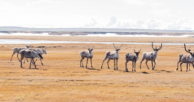 Oil drilling in Alaska’s Arctic National Wildlife Refuge – Deseret News