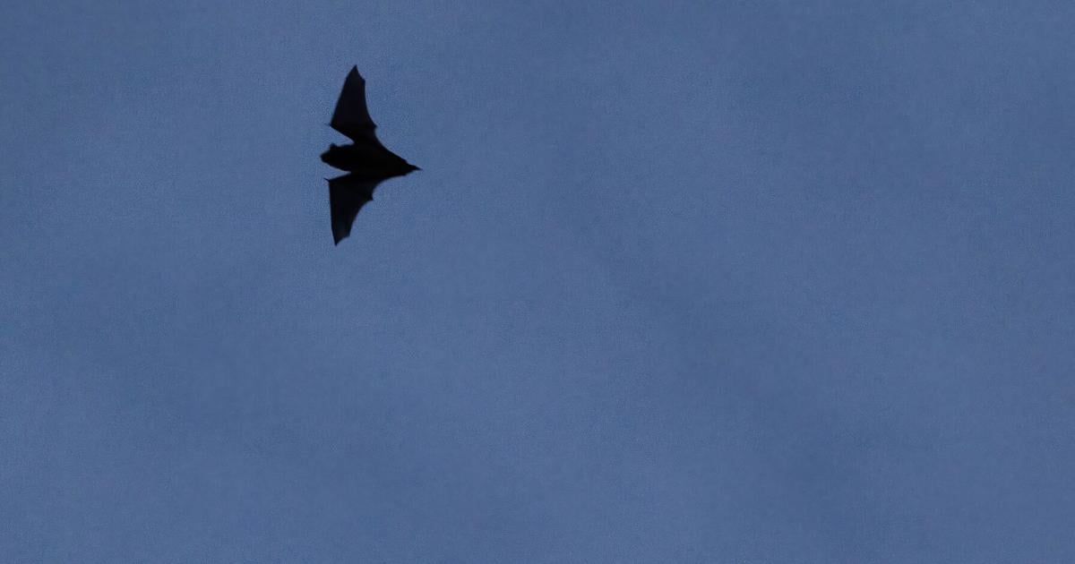 Fun facts about various bat species living in South Carolina
