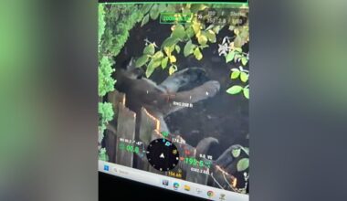 Cougar euthanized near Wilkes Elementary in Gresham, police say