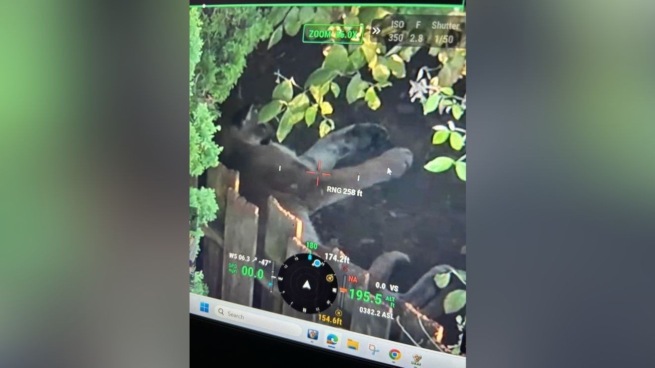 Cougar euthanized near Wilkes Elementary in Gresham, police say