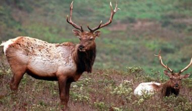 Elk at Crawford County deer farm tests positive for CWD | Local News