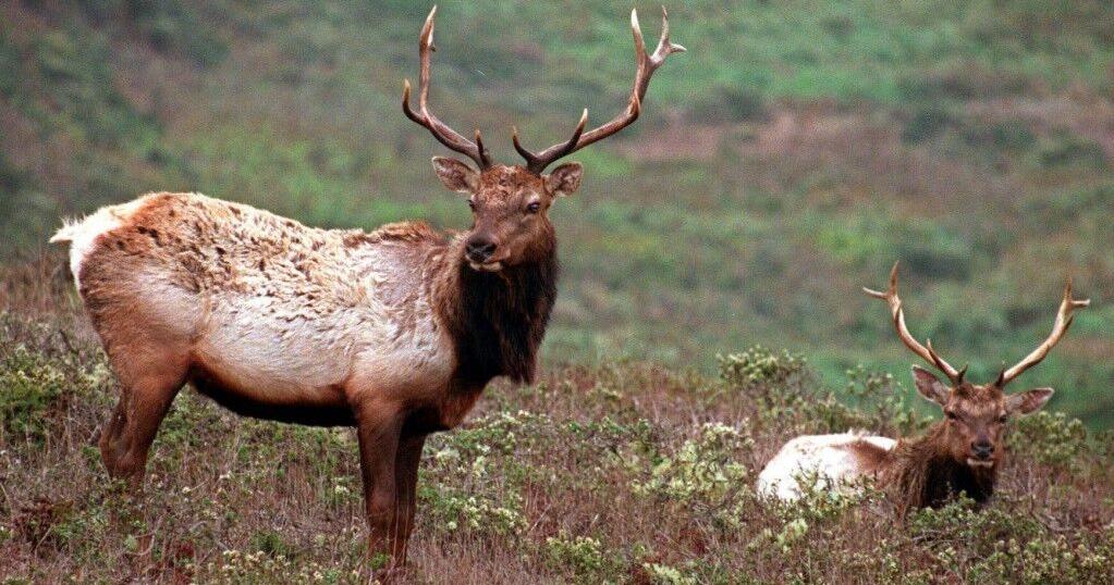 Elk at Crawford County deer farm tests positive for CWD | Local News