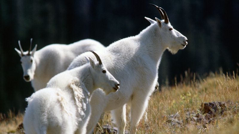 You can see mountain goats on April 14 at the mouth of Little Cottonwood Canyon.  A free wildlife-viewing event runs from 9 a.m. to 3 p.m. at the park-and-ride lot.