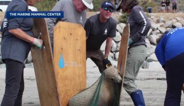 Surge in sick sea lions along Calif. coast prompts investigation