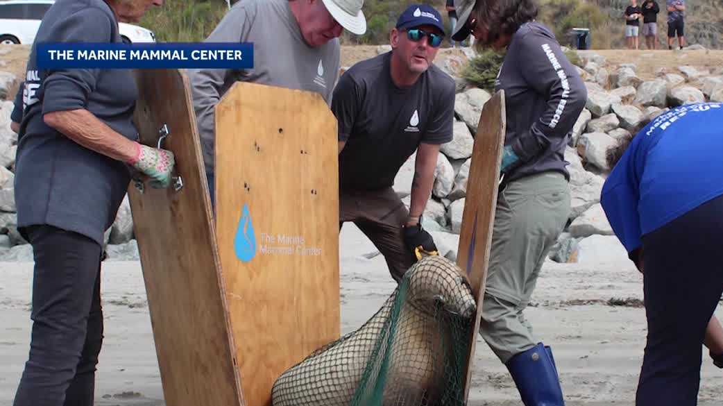 Surge in sick sea lions along Calif. coast prompts investigation