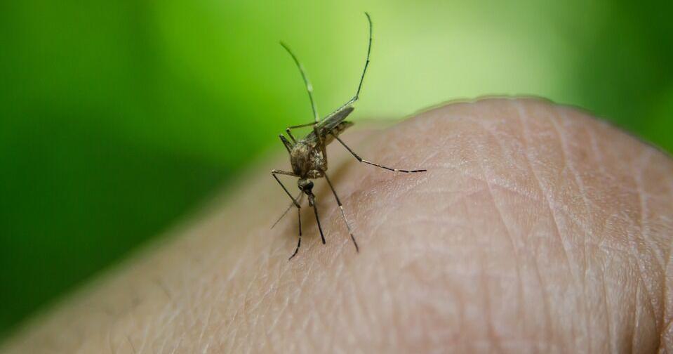 First human case of West Nile Virus confirmed in Cache County | News