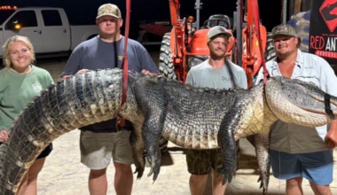 12-foot Mississippi River gator caught — now, who wants to go swimming?