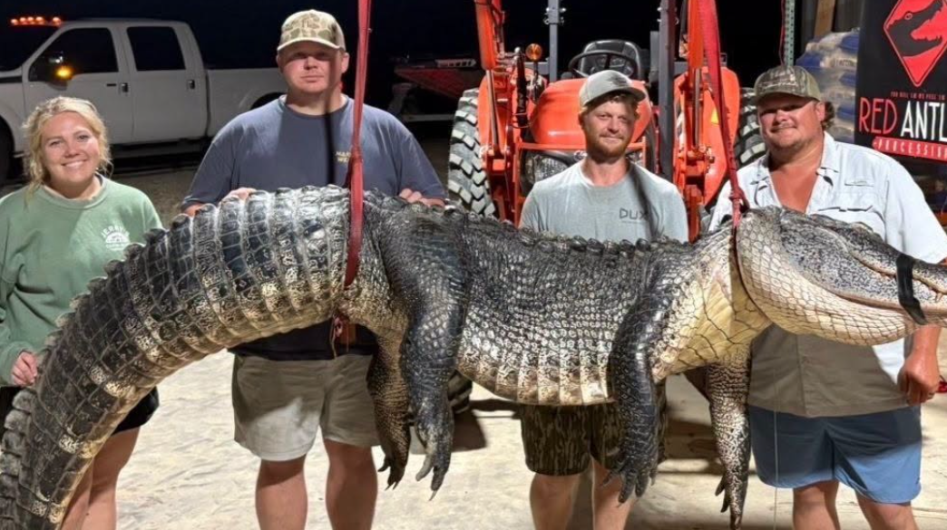 12-foot Mississippi River gator caught — now, who wants to go swimming?