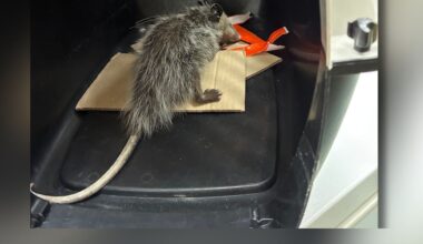Live opossum captured near Hilo Harbor