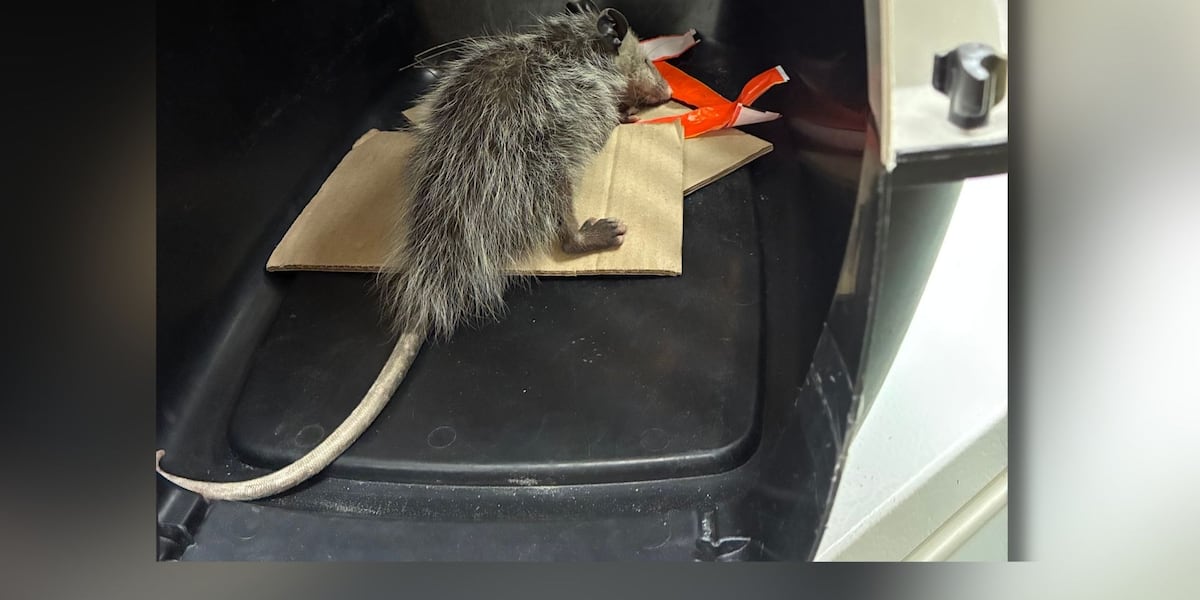 Live opossum captured near Hilo Harbor