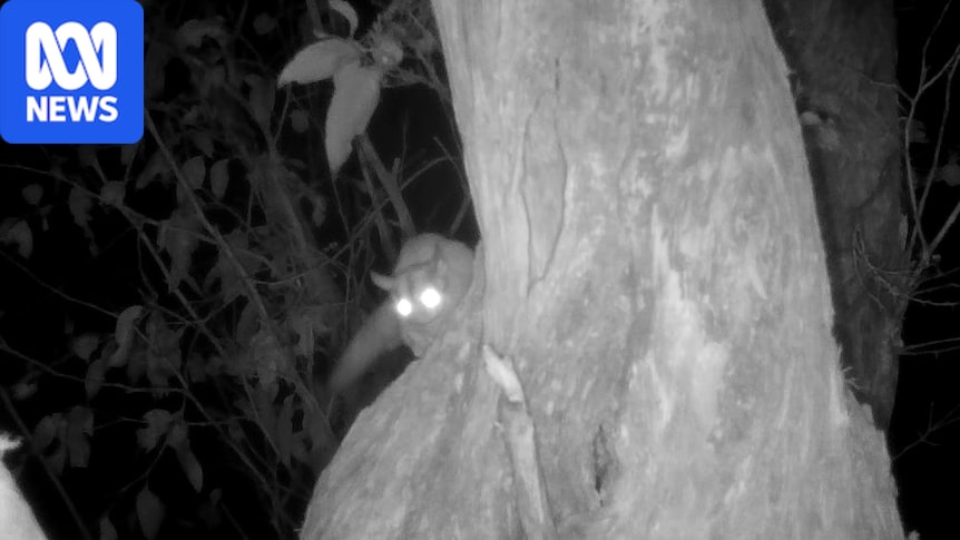 Sugar gliders not a major risk to swift parrots in Tasmania, new research finds