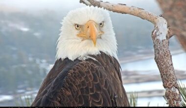 Big Bear bald eagle Jackie in critical, unstable condition after "incredibly difficult" day, California veterinary center says