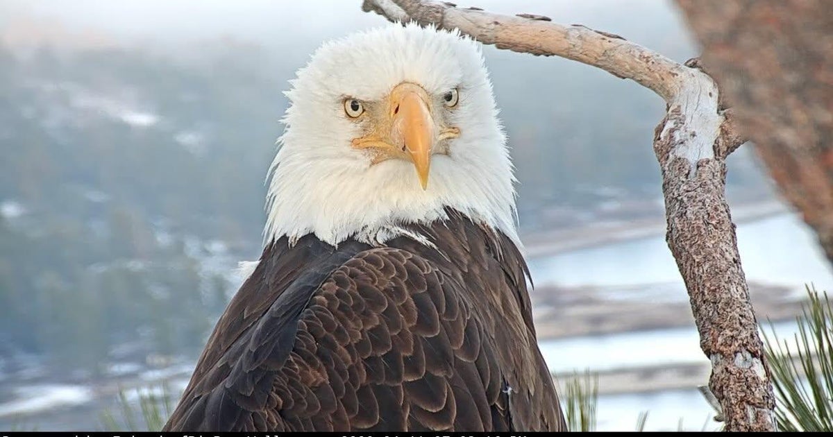 Big Bear bald eagle Jackie in critical, unstable condition after "incredibly difficult" day, California veterinary center says