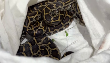 2026 Florida Python Hunt winner announced | Glades County