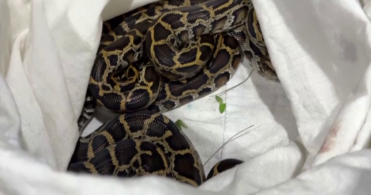 2026 Florida Python Hunt winner announced | Glades County